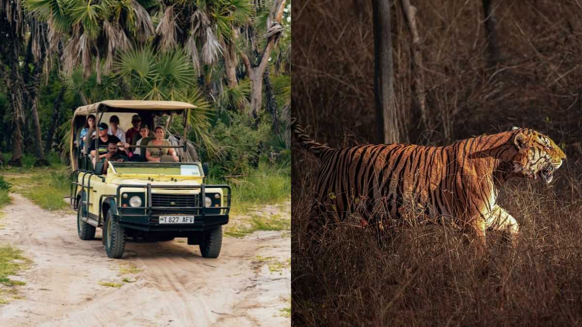 Going On A Jungle Safari? These Are The 5 Dos & 5 Don’ts You Should Keep In Mind