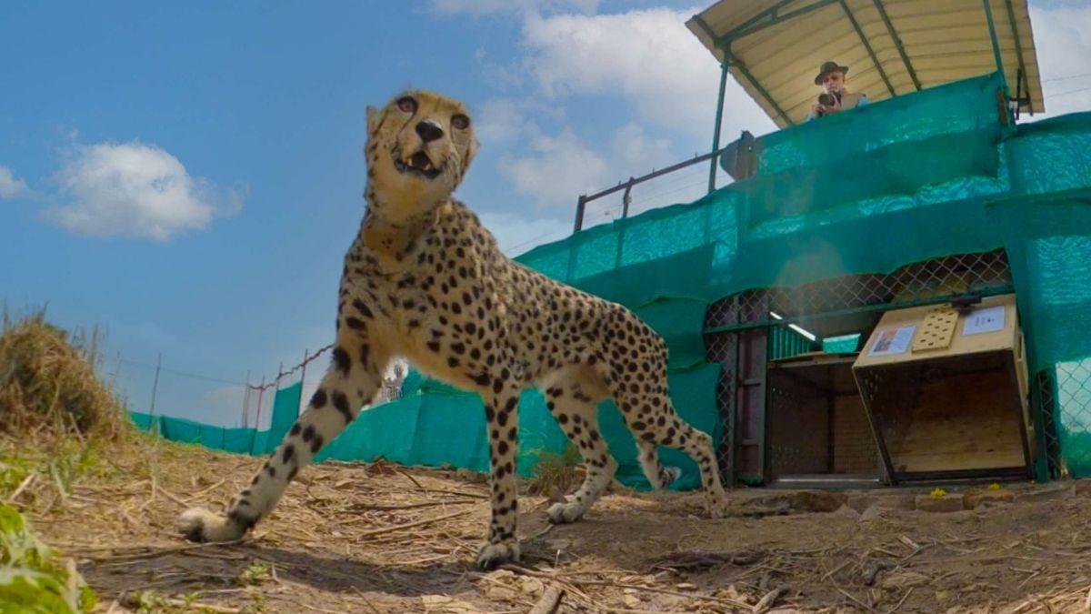 India’s First Cheetah Safari Begins At MP’s Kuno National Park; Online Booking, Cost & Details Inside