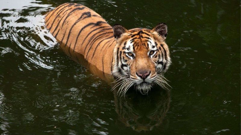 In Search Of Love: Male Tiger Swims From Maharashtra To Telangana To Look For A Mate In Search Of Love: Male Tiger Swims From Maharashtra To Telangana To Look For A Mate