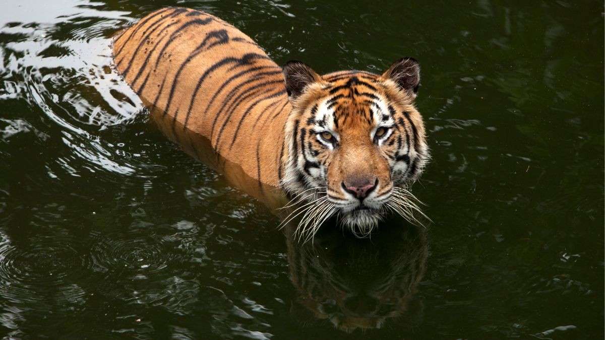 In Search Of Love: Male Tiger Swims From Maharashtra To Telangana To Look For A Mate
