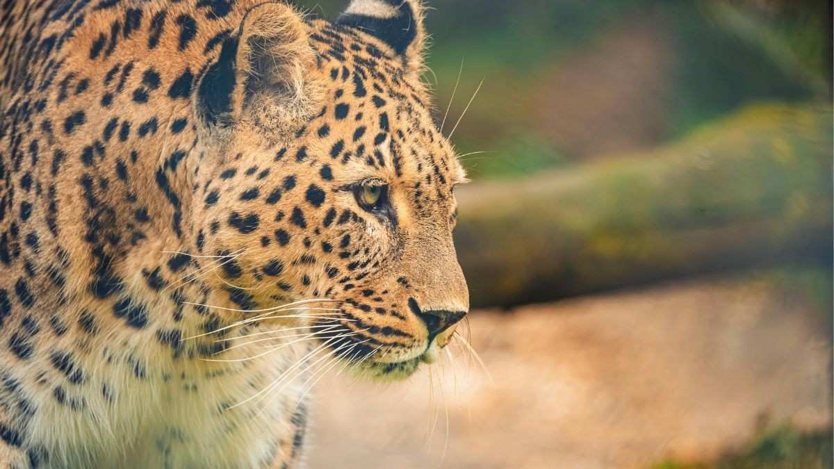 Why Is Maharashtra Relocating 50 Leopards From Pune To Gujarat? Why Is It Being Criticised?