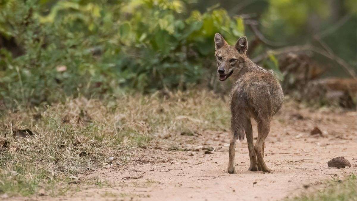 India’s First Dedicated Wolf Sanctuary, Mahuadanr In Jharkhand, Keeps Hope Alive For The Elusive & Endangered Indian Grey Wolf