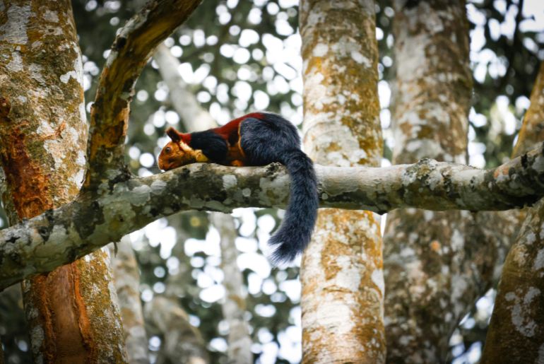 Exotic animals to spot in pench national park