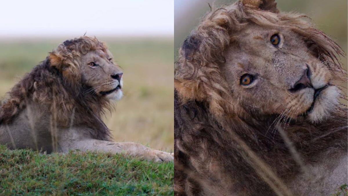 Meet Nzuri, The Curly-Haired Lion From Masai Mara Aura Farming On The Internet! Netizens Have Wildlife Crush