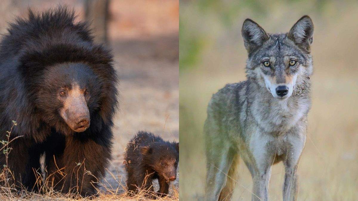 Beyond Tigers: 6 Exotic Animals You Can Spot In Pench National Park, Madhya Pradesh