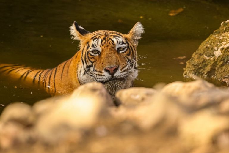 Maharashtra Tiger