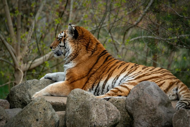 Jungle Safari Dos Don'ts