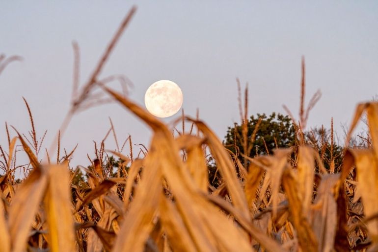 Harvest moon india