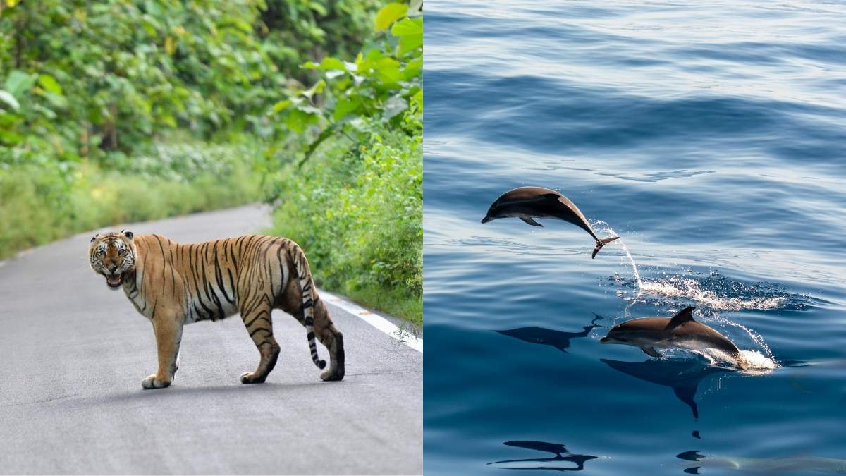 India Unveils 5 Wildlife Conservation Projects For Tigers, Dolphins, Bears & Gharials