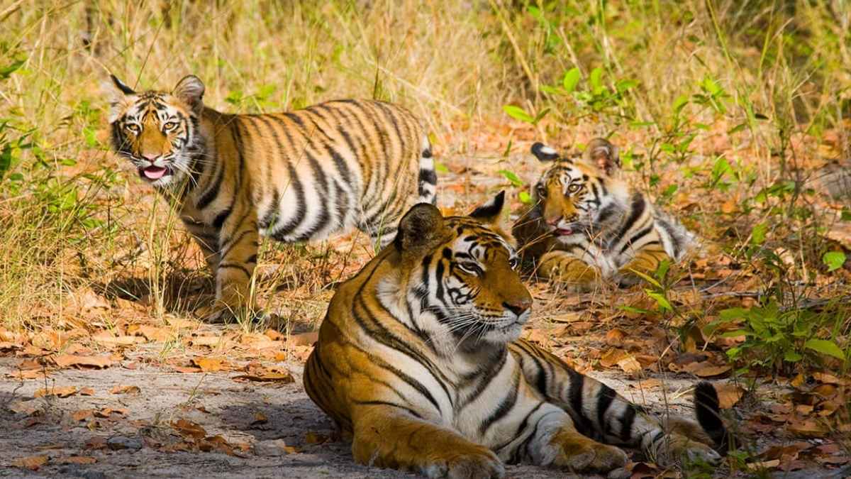 Bandhavgarh National Park In Madhya Pradesh: Best Time To Visit, How To Reach & Top Safari Zones
