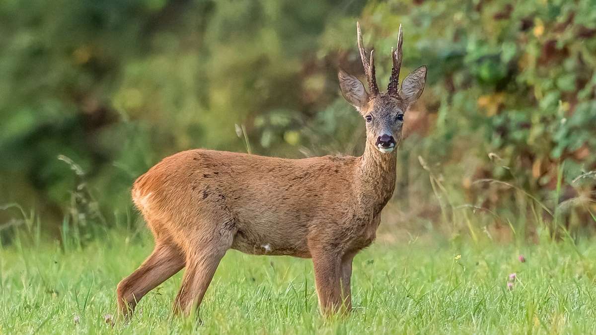 National Red List Assessment: India To Assess Extinction Risks Of 11,000 Plant And Animal Species