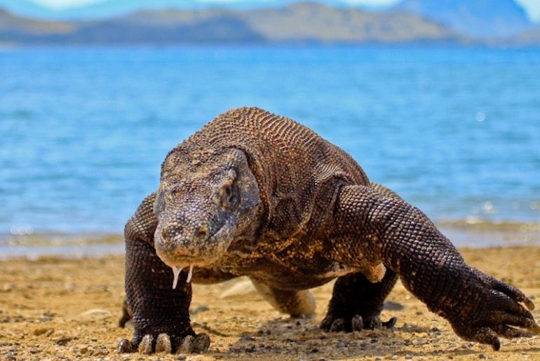 komodo national park