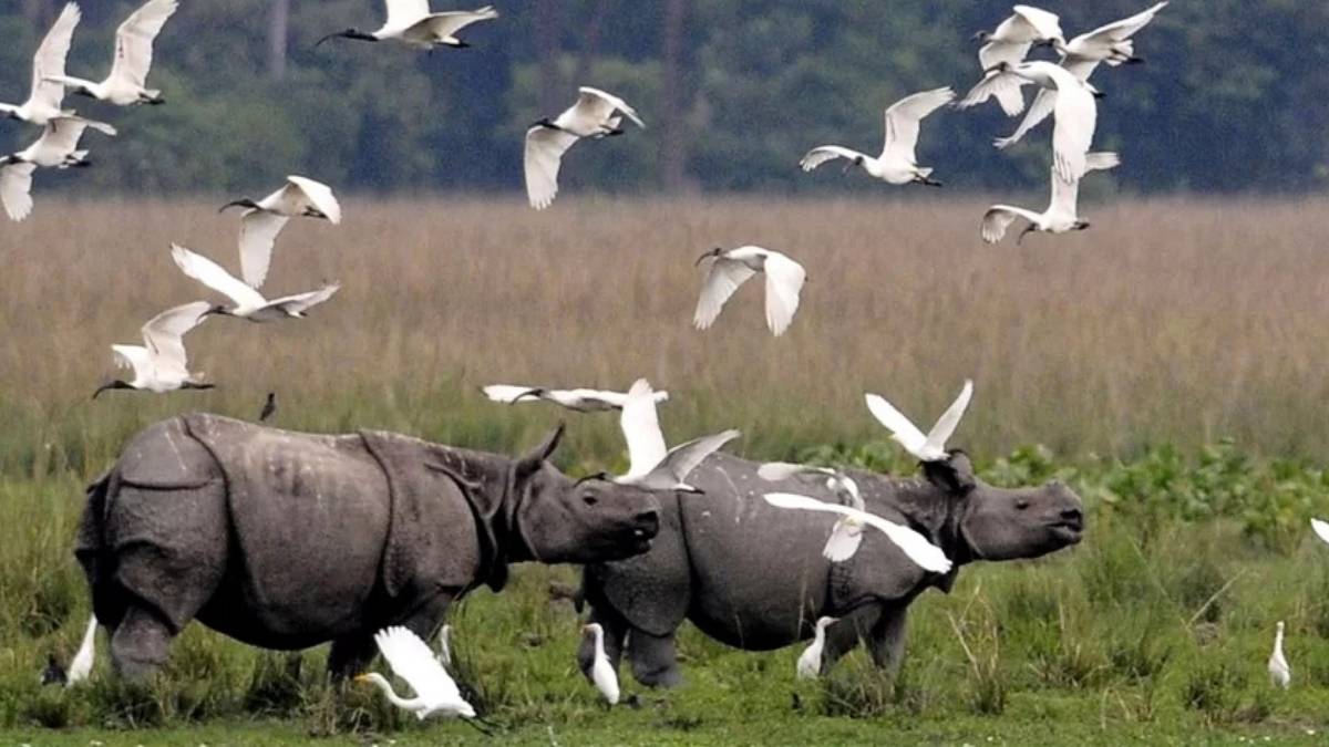 Kaziranga National Park Opens For The Season, Draws Over 2,800 Tourists Since September 25