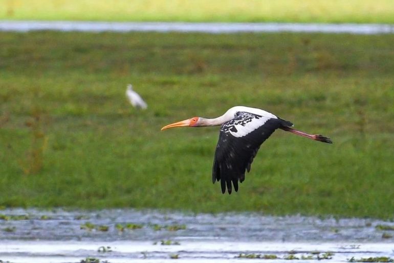 kaziranga national park