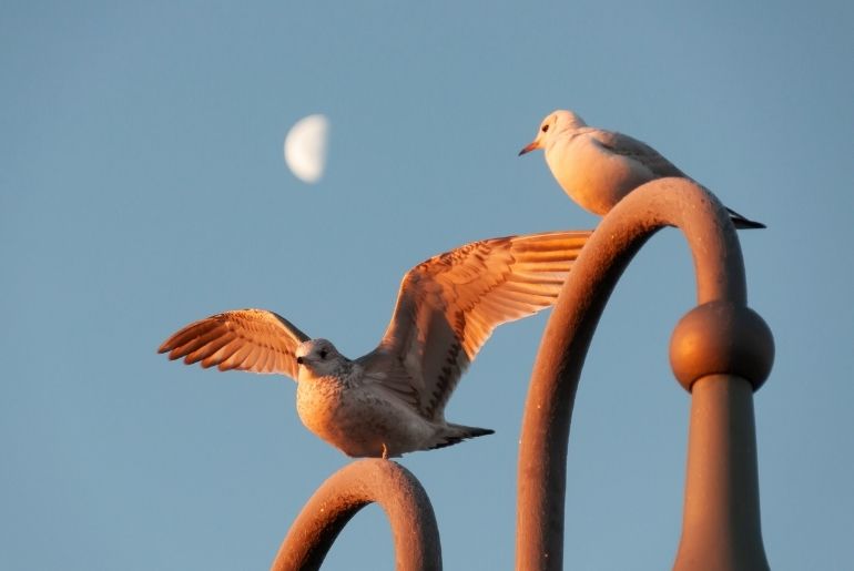 birdwatching india