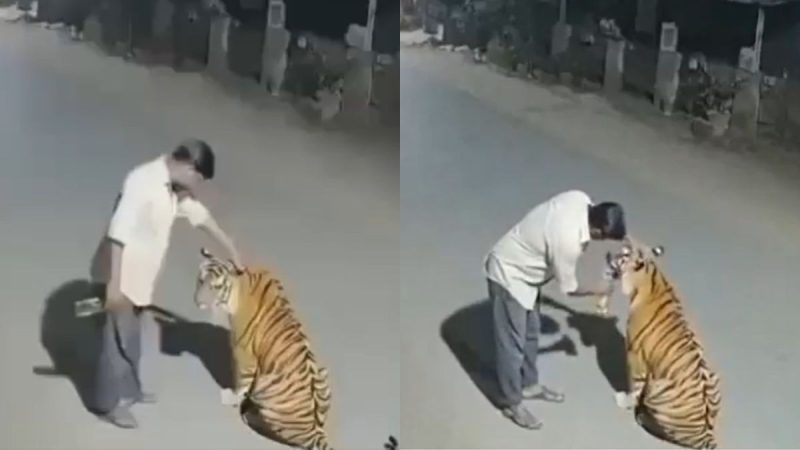 Fact Check: Is The Viral Video Of A Man Petting A Tiger & Feeding It Alcohol In Pench Real Or AI? Fact Check: Is The Viral Video Of A Man Petting A Tiger & Feeding It Alcohol In Pench Real Or AI?