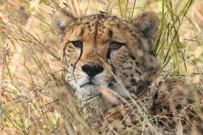 Kuno Cheetah Safari 