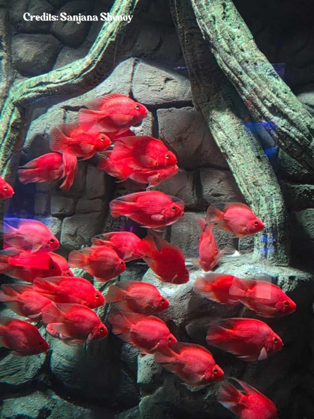 In Pics: I Visited Aquarium Paradise In Bangalore And It Was…