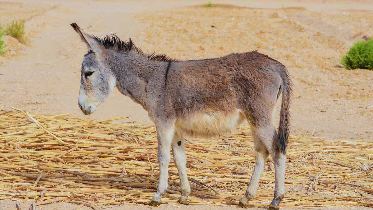 Shocking! Madhya Pradesh Sees 94% Drop In Donkey Population; Is It India’s Next Endangered Species?