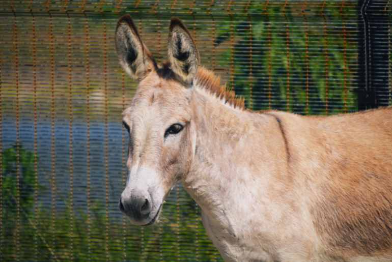 madhya pradesh donkeys