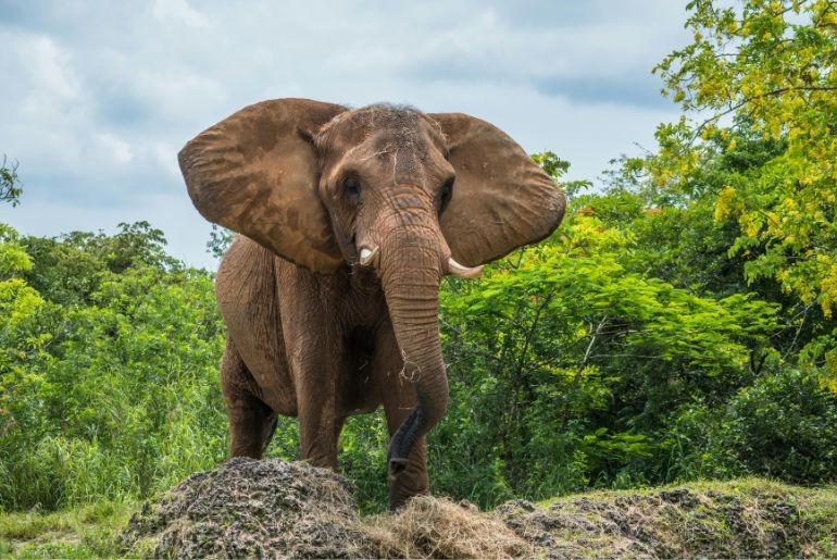 Jungle Safari Dos Don'ts