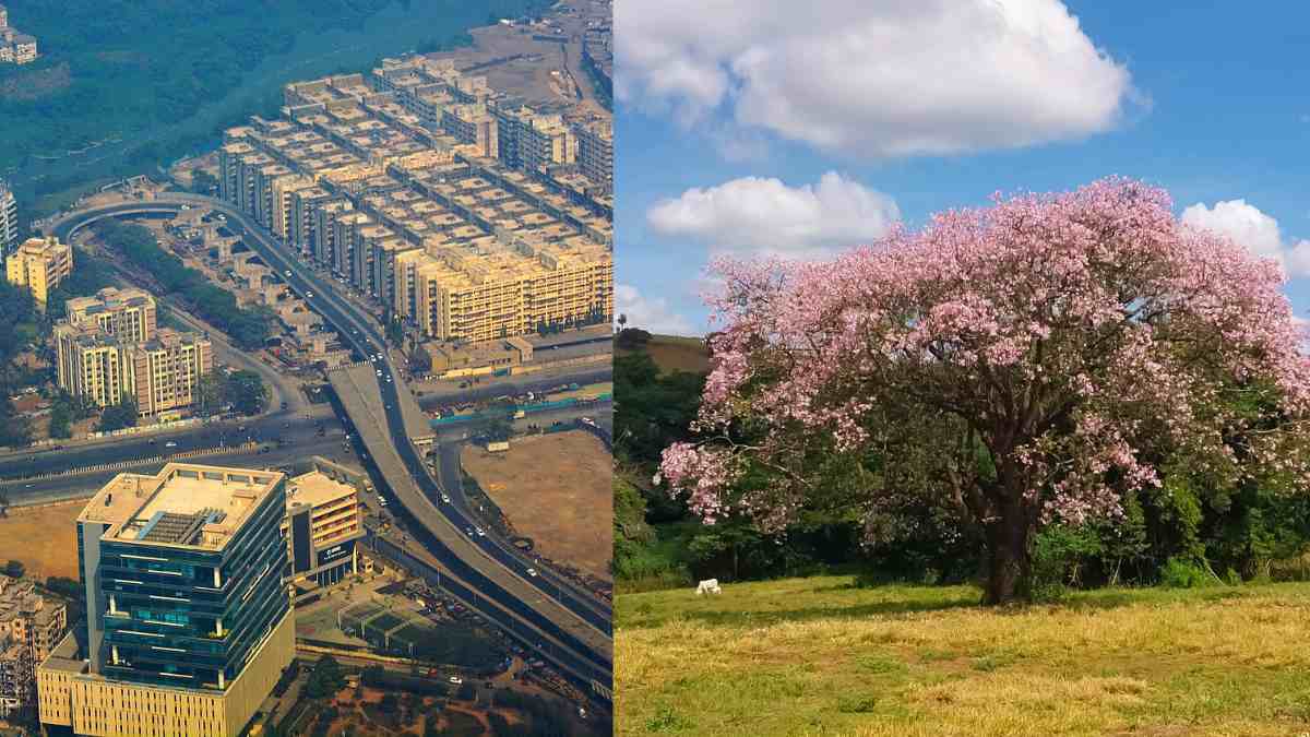 Mumbai To Lose Over 700 Trees, Including Pink Trumpets To Ghatkopar-Anand Nagar Highway Project
