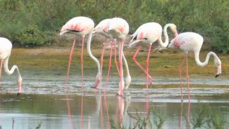 Flamingos Arrive In Large Numbers At Thoothukudi Coast In Tamil Nadu Flamingos Arrive In Large Numbers At Thoothukudi Coast In Tamil Nadu