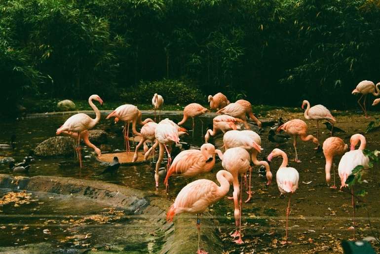 flamingos Thoothukudi  