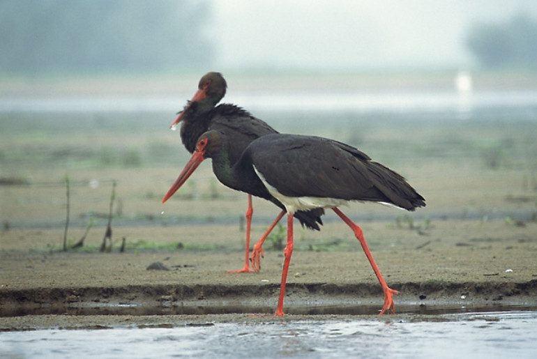 migratory birds wildlife parks