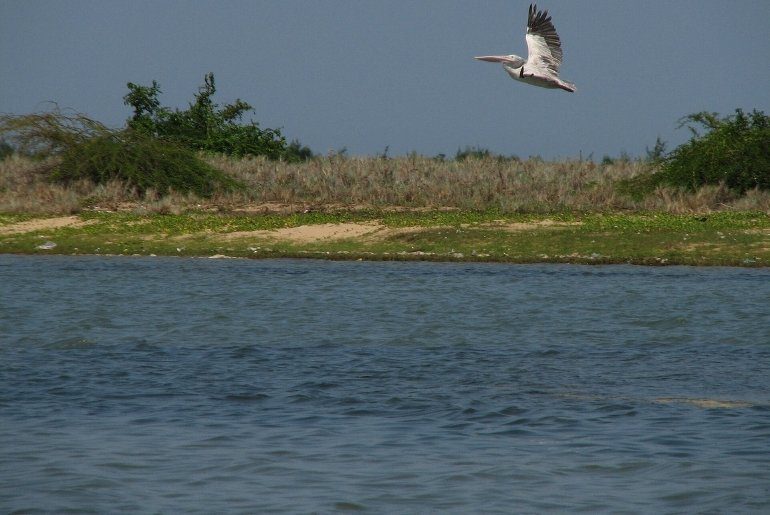 Pulicat Lake
