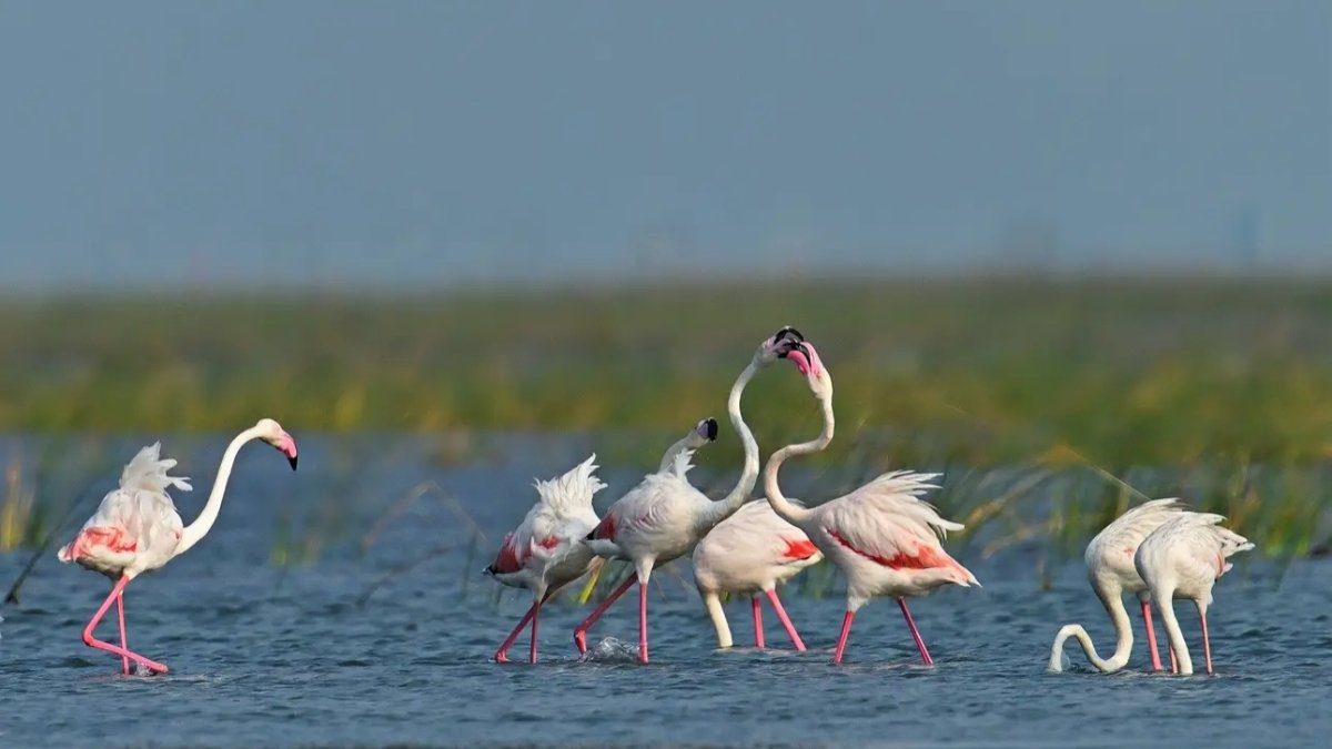 10 Wildlife Parks Across India Perfect For Spotting Migratory Birds This November