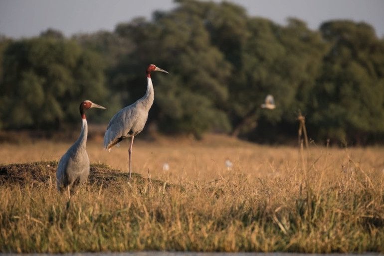 migratory birds wildlife parks