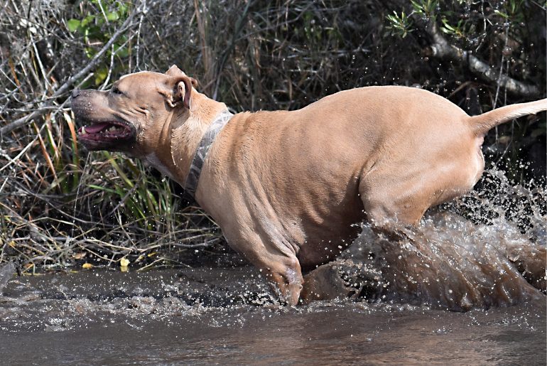 municipal corporation