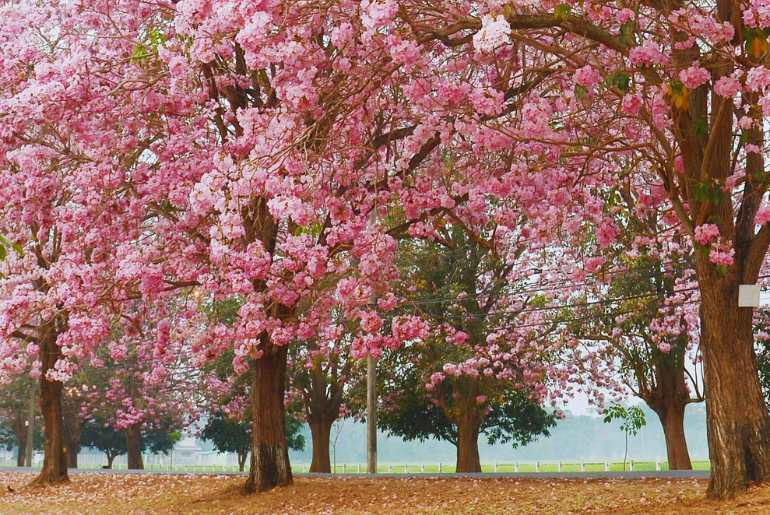mumbai trees