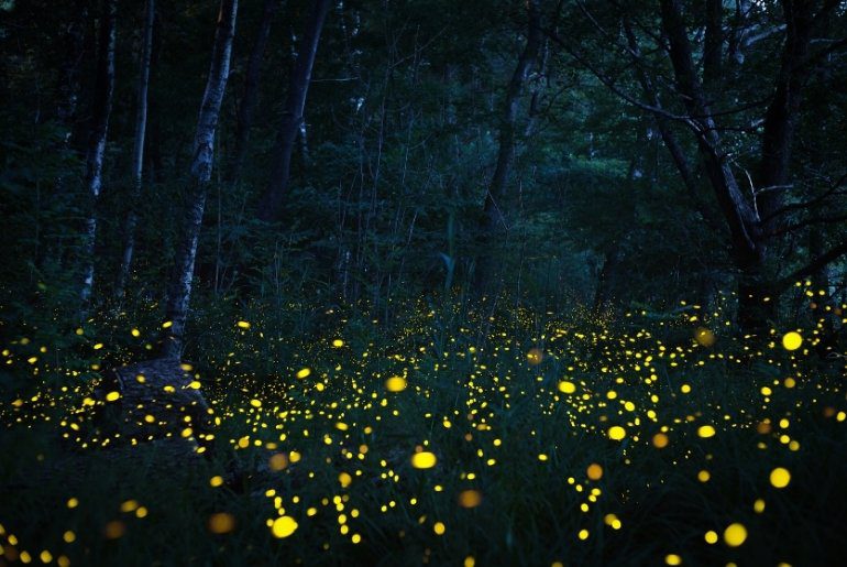 places to see fireflies in India