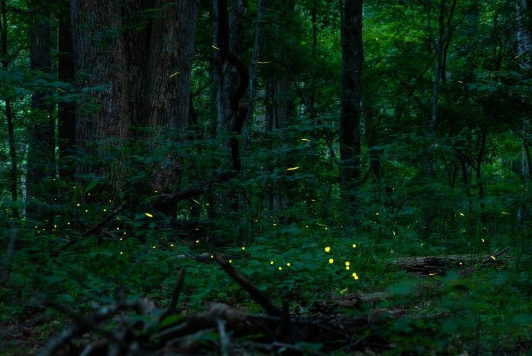places to see fireflies in India