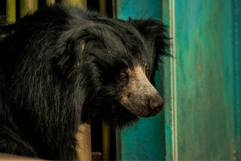 Exotic animals to spot in pench national park