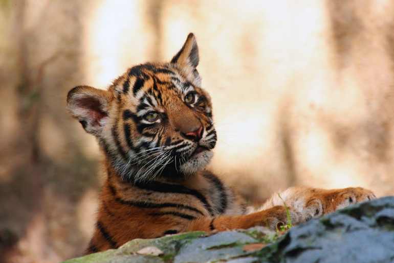 Bandipur Forest tiger cubs
