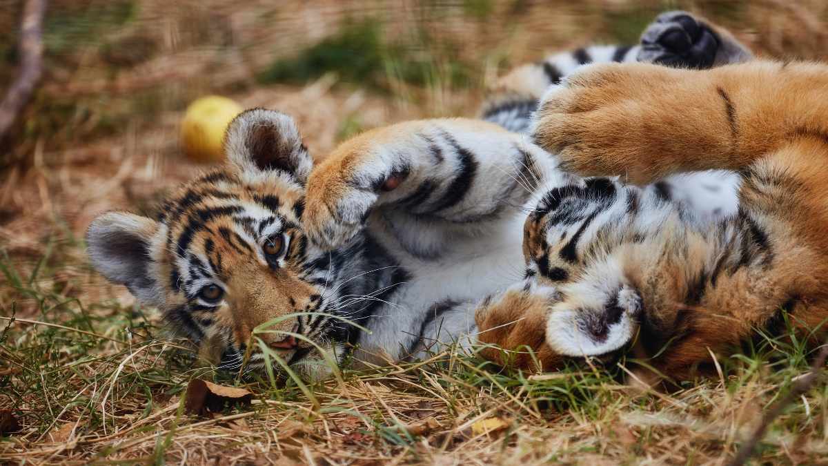 Why Are Tiger Cubs In Karnataka’s Bandipur Forest Being Fed Roadkill? 