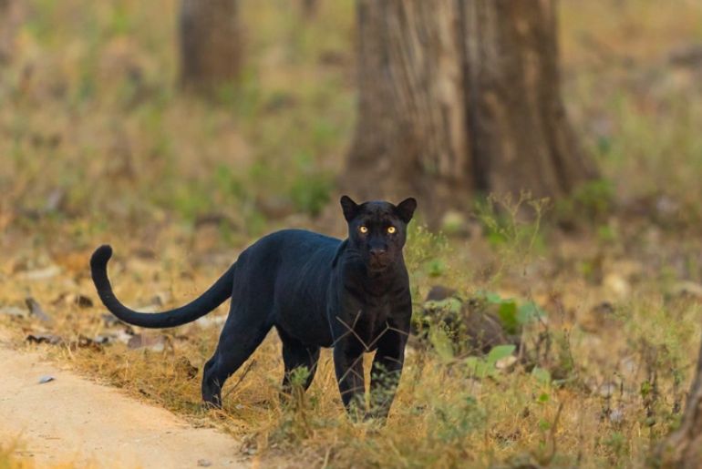 Animals in Kabini Wildlife Sanctuary