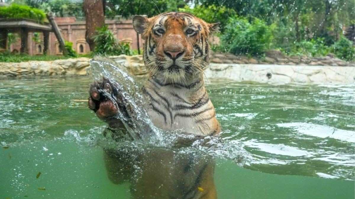 Rest In Peace, Shakti! 9-Year-Old Star Tiger Of Mumbai’s Byculla Zoo Dies Of Pneumonia