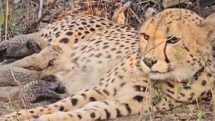 Pawesome News! India-Born Cheetah Mukhi Gives Birth To 5 Cute Cubs At Kuno National Park
