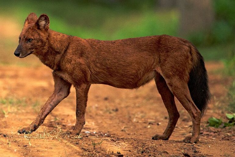 Animals in Tadoba National Park 