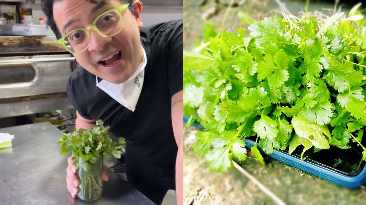 Want Your Dhaniya To Last Longer? Restaurateur Kabir Chugh Shares 2 Easy-Peasy Hacks!