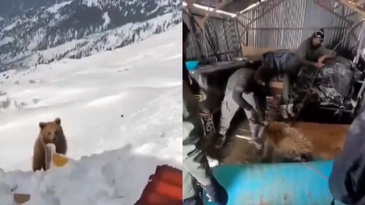 “Truly Heartwarming,” Netizens React To Throwback Video Of Indian Army Rescuing A Himalayan Brown Bear