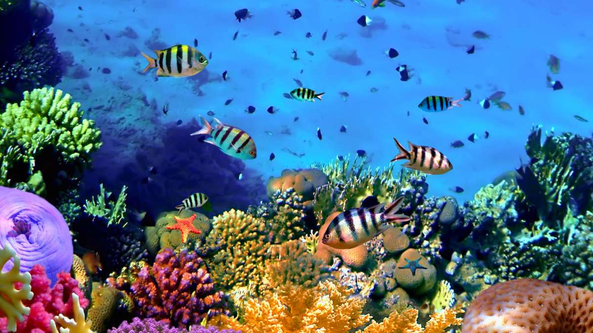 India’s 1st Coral Reef Research Centre Is Coming To Andaman & Here’s All About It