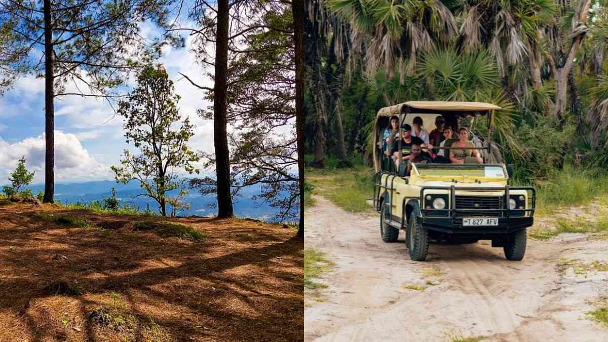 Jungle Safari Launched In Jharkhand’s Hidden Gem Netarhat; Check Prices, Timings & More Here
