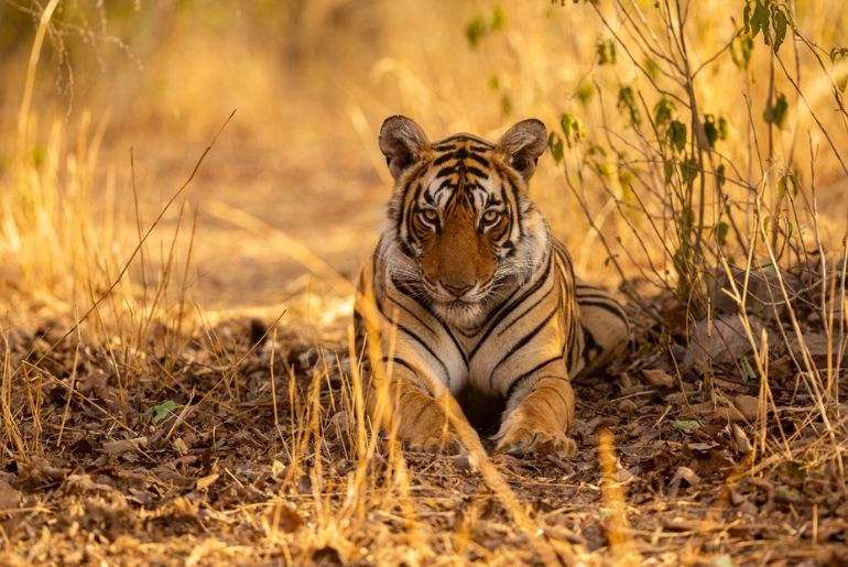 animals in Kabini Wildlife Sanctuary