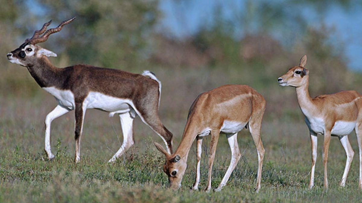 Karnataka Loses 31 Blackbucks In 4 Days Due To Deadly Bacterial Infection; Probe Ordered