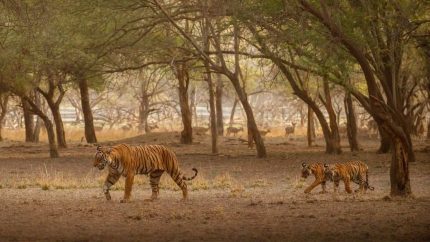 Karnataka Suspends Tiger Safari At THESE Two Reserves After 3 Tiger Attacks
